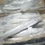 Import Wholesale Low Price High Quality Frozen Ribbon Fish from South Africa