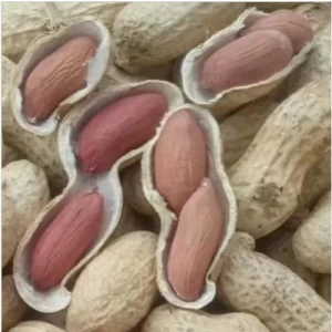 Raw Virginia Indian Peanut Kernel