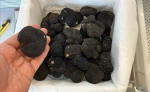 Truffles