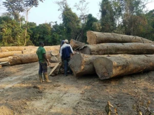Ekop Beli Wood Logs
