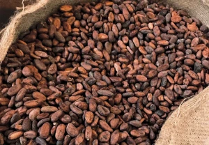 HIGH GRADE  NON-GMO COCOA BEANS