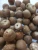 Import Betel Nut in best prices from Indonesia