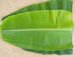 Fresher Grade Banana Leaves, Greener Fresh Leaves