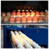 Electric Egg Stamping Machine 600 DPI High Resolution With 1 - 4 Printing Lines