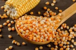 corn feed