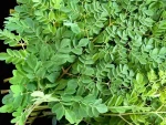 Moringa