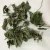 Import 5012 Bo he ye natural high quality dried mint leaves for tea from China