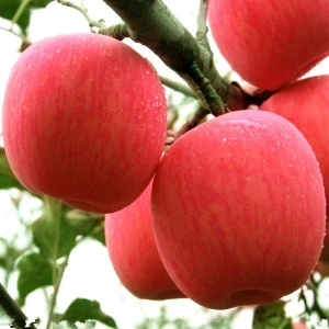 2020 new crop fresh apple varieties