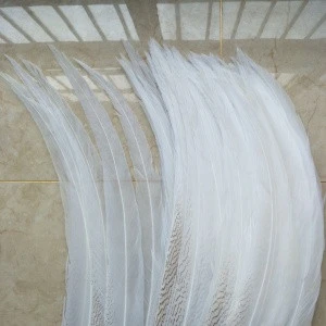 70-75cm long Natural white Silver Pheasant Tail Feathers