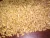Import Animal Feed Barley For Sale from India