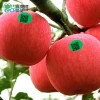 Apple, fresh fruit,seasonal fruit, red Fuji apple.