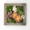 Artificial Succulent Plants with Wood gray photo frame Interior decoration