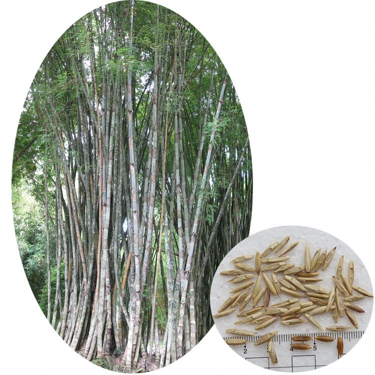 Authentic Fresh Harvest Tropical Plant Bambusa Polymorpha Bamboo Seeds