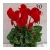 Import Beautiful color indoor decorative plant natural plant flower bonsai from China