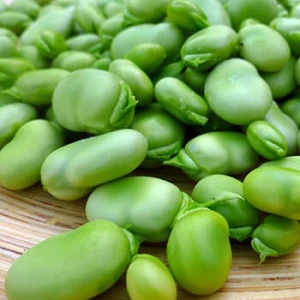 broad bean,red bean,green bean from manufacturer