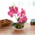 Import butterfly orchids sale bonsai from China