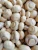Import Champignon mushroom in 50kg drum in brine from China
