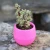 Import Cheap mini Plastics gardening plant pot flower pots desk flower wholesale from China