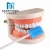 Import China factory directly sell medical oral care brush sponge stick kids oral hygiene from China