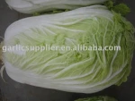 chinese cabbage