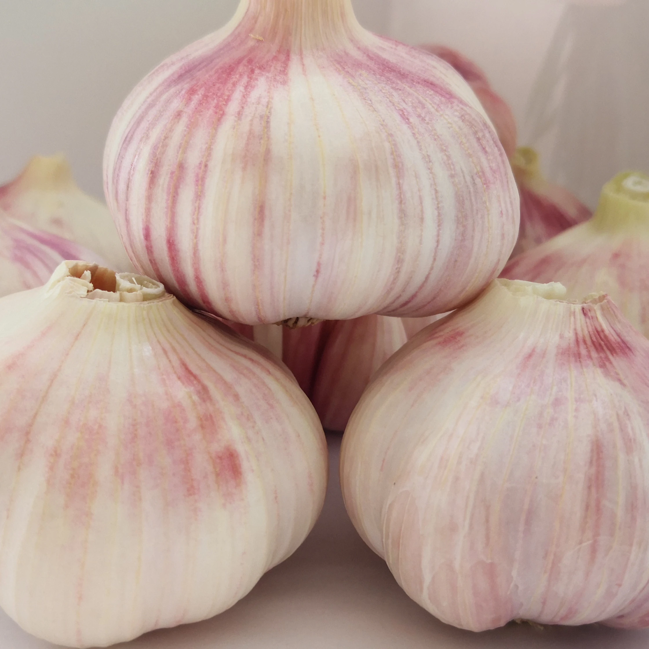 Chinese  Fresh Normal and Pure White Fresh Garlic Hot Sale High-quality
