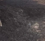 Cow Manure Organic Fertilizer Vermicompost/Organic Cow Manure Fertilizer