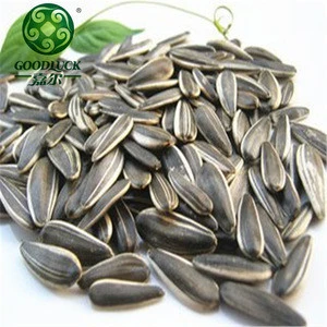 Dried Black Striped Sunflower Seeds and Kernels Big Size Price