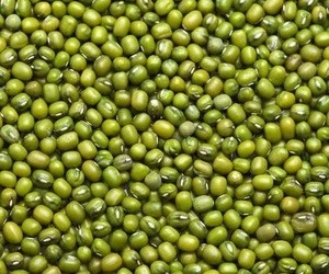 Dried Green Mung Beans Top Quality