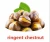 Import Dried Style and Roasted Processing Type chinese chestnuts for sale from China