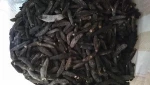 Dry Black Lolly Sea cucumber from Sri Lanka 100% Sundry 90 ~ 95% dryness