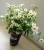 Import Elegant home small clear plastic vases for centerpieces from China