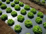Factory Biodegradable plastic film/PE Agriculture Perforated Film