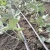 Import Factory Direct Farm Drip Irrigation LDPE Pipe Price Cheap from China