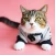 Import Factory directly sell high quality pet clothes for cat from China