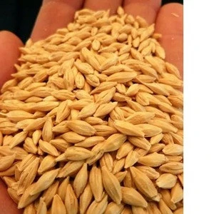 Feed Barley / Pearl barley