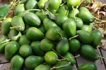 FRESH AVOCADO high quality
