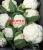Import Fresh Bangladeshi Cauliflower from Bangladesh