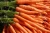 Import Fresh Carrots For Sell from South Africa