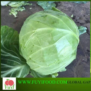 Fresh Flat Cabbage