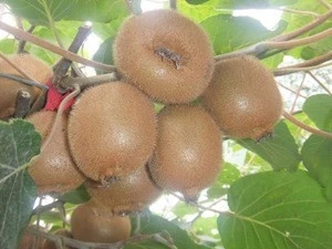 fresh fruit kiwi fruit for sale