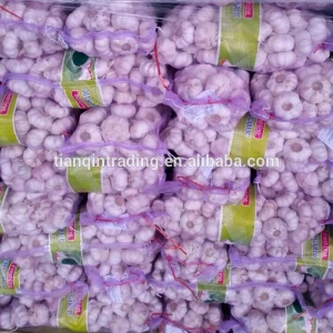 fresh garlic for Indonesia&amp; lowest price
