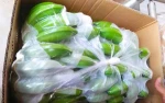 Fresh Green Cavendish Banana in Bulk at Wholesale prices