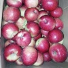 Fresh Jiguan Apples with Economic Price