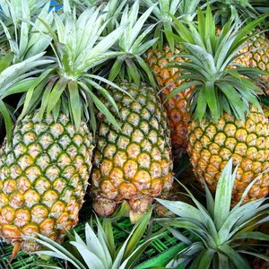 Fresh Pineapple High Quality Low Price