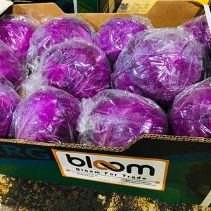 Fresh Red Cabbage from Egypt , wholesale, hot sale, Fresh vegetables