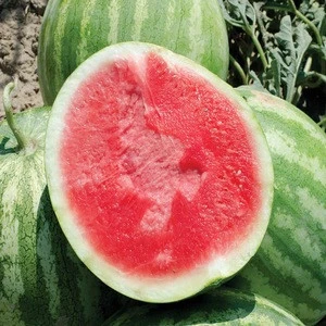 Fresh Water Melon for sale