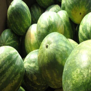 fresh water melon in wholesale