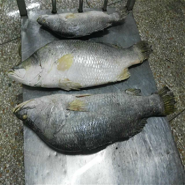 Buy Frozen Barramundi Fillet Fish from Fujian Jia He Yuan Aquatic ...
