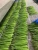 Import Frozen green asparagus whole /cut/tips with the strictly process from China