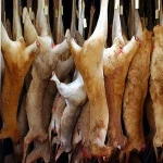 Frozen Kangaroo Meat For Sale